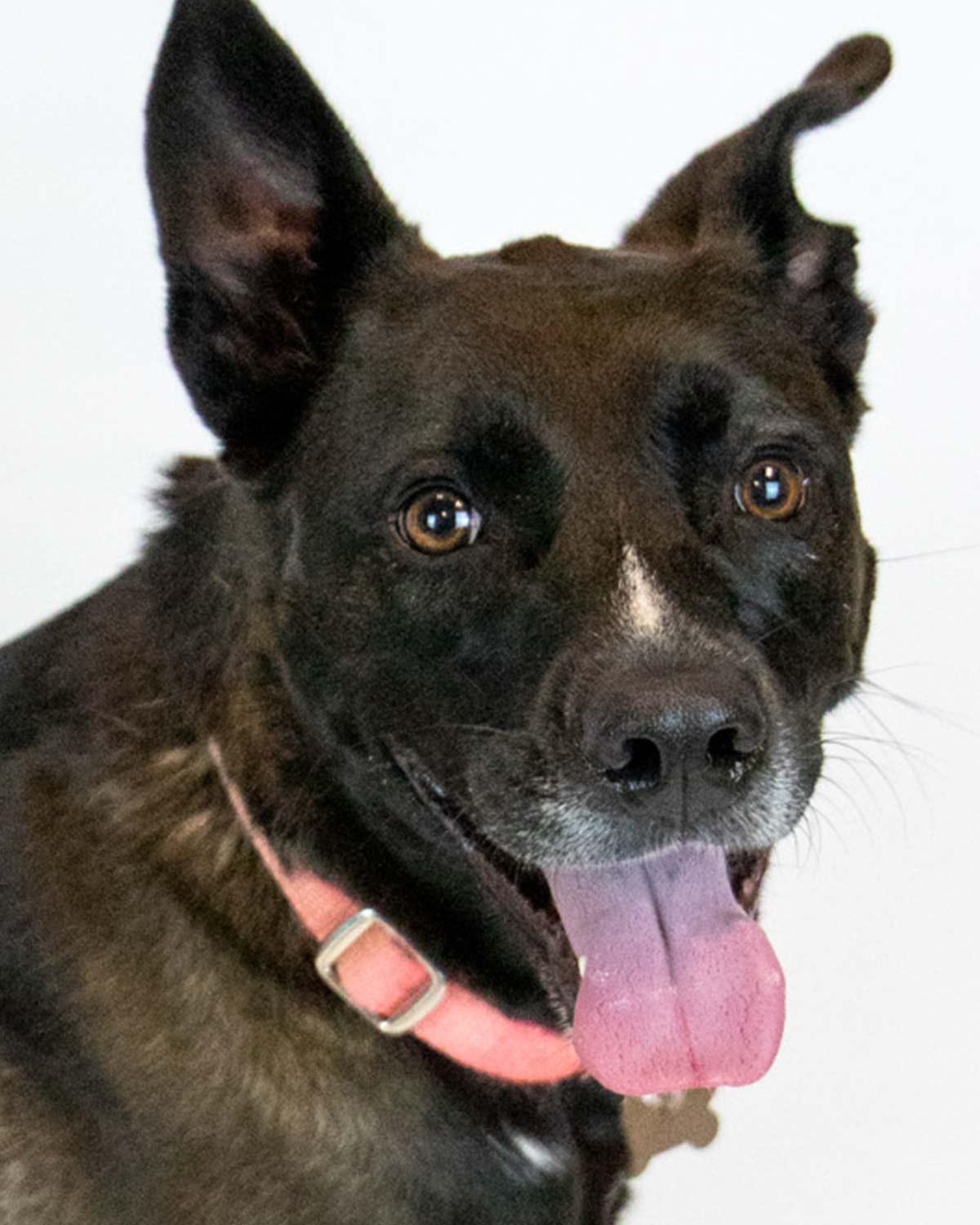 Jacquelyn, Adoptable, Young Female Labrador Retriever & Terrier.