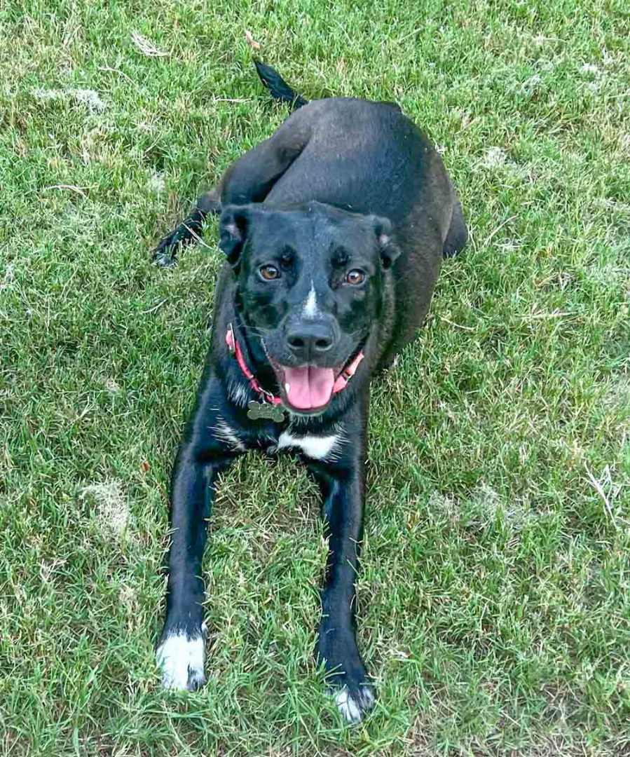 Enlarge Jacquelyn, a Adoptable mixed breed in Kennesaw, GA image 5/6