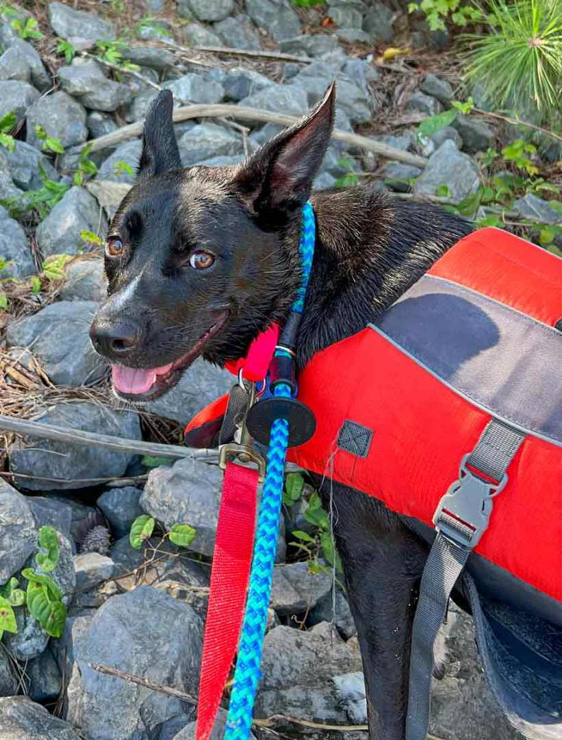 Enlarge Jacquelyn, a Adoptable mixed breed in Kennesaw, GA image 6/6