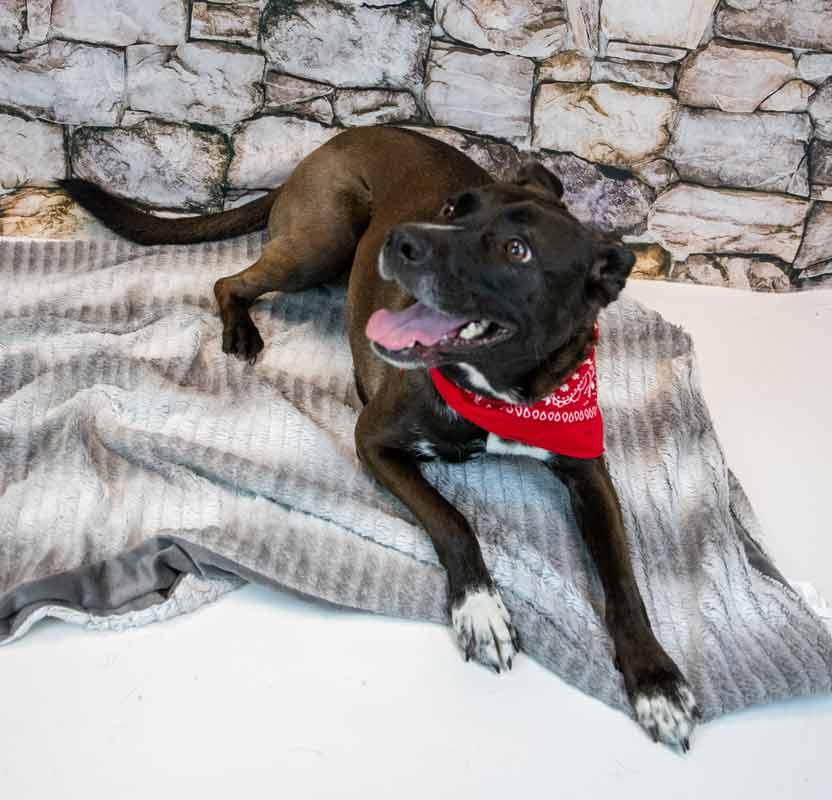 Enlarge Jacquelyn, a Adoptable mixed breed in Kennesaw, GA image 4/6