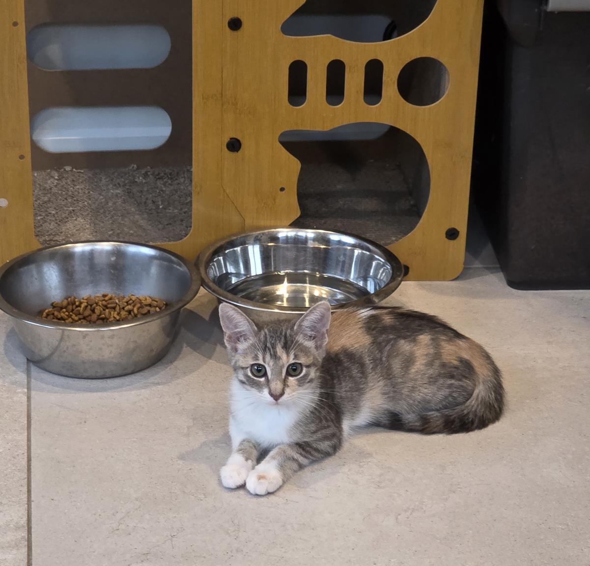 Trina, Adoptable, Kitten Female Dilute Calico.