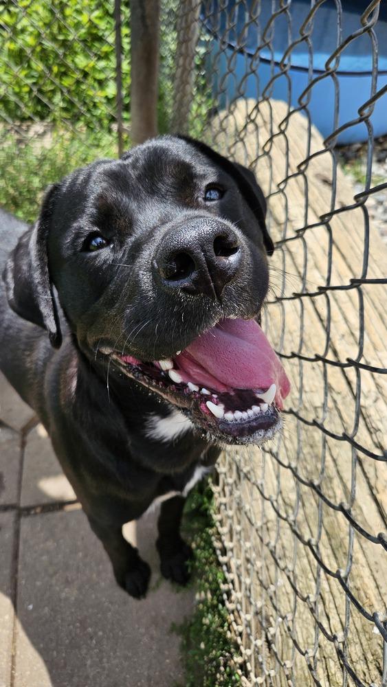 Enlarge Meyer, a Adoptable Labrador Retriever in Logansport , IN image 1/2