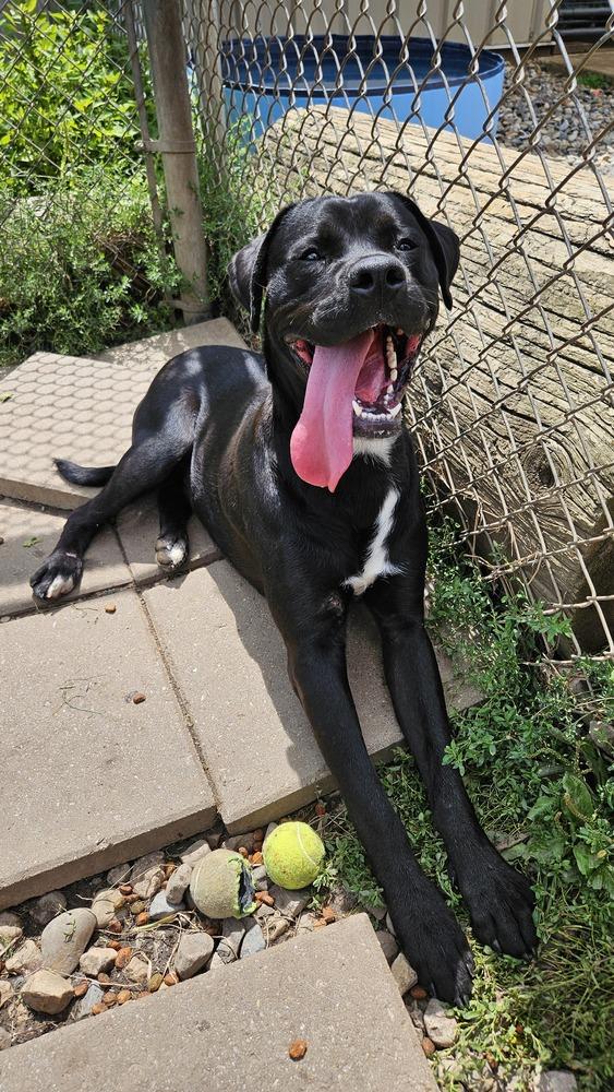 Enlarge Meyer, a Adoptable Labrador Retriever in Logansport , IN image 2/2