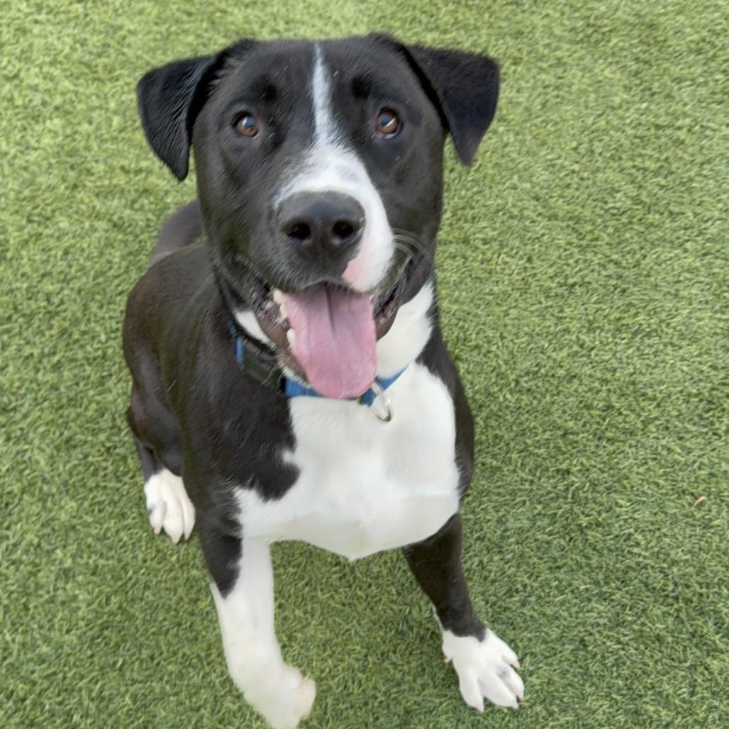 Enlarge Alvee A2200707, a Adoptable Pit Bull Terrier in Mission Hills, CA image 1/6