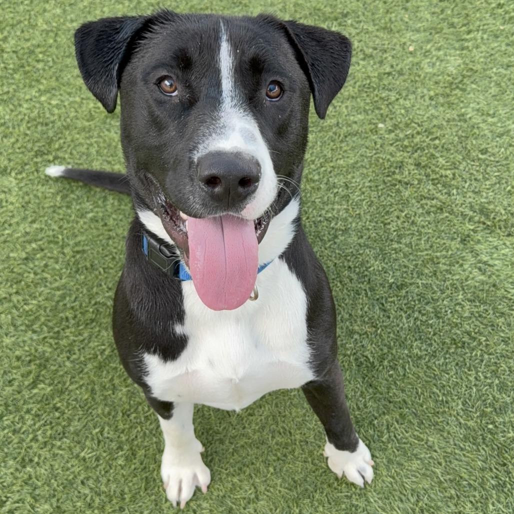 Enlarge Alvee A2200707, a Adoptable Pit Bull Terrier in Mission Hills, CA image 2/6