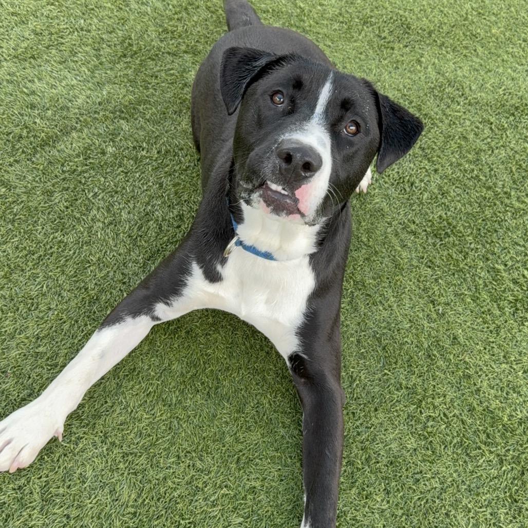 Enlarge Alvee A2200707, a Adoptable Pit Bull Terrier in Mission Hills, CA image 3/6