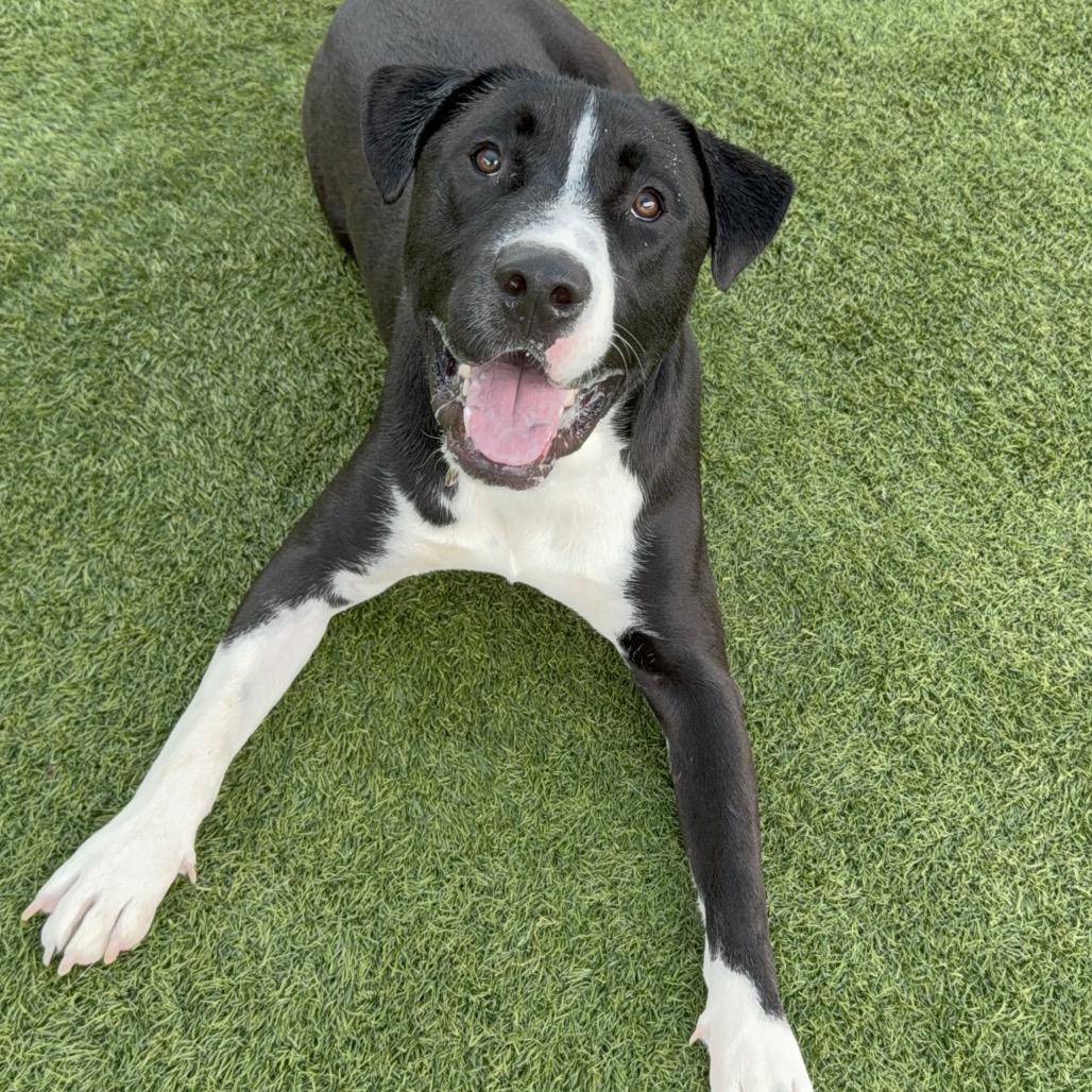 Enlarge Alvee A2200707, a Adoptable Pit Bull Terrier in Mission Hills, CA image 4/6