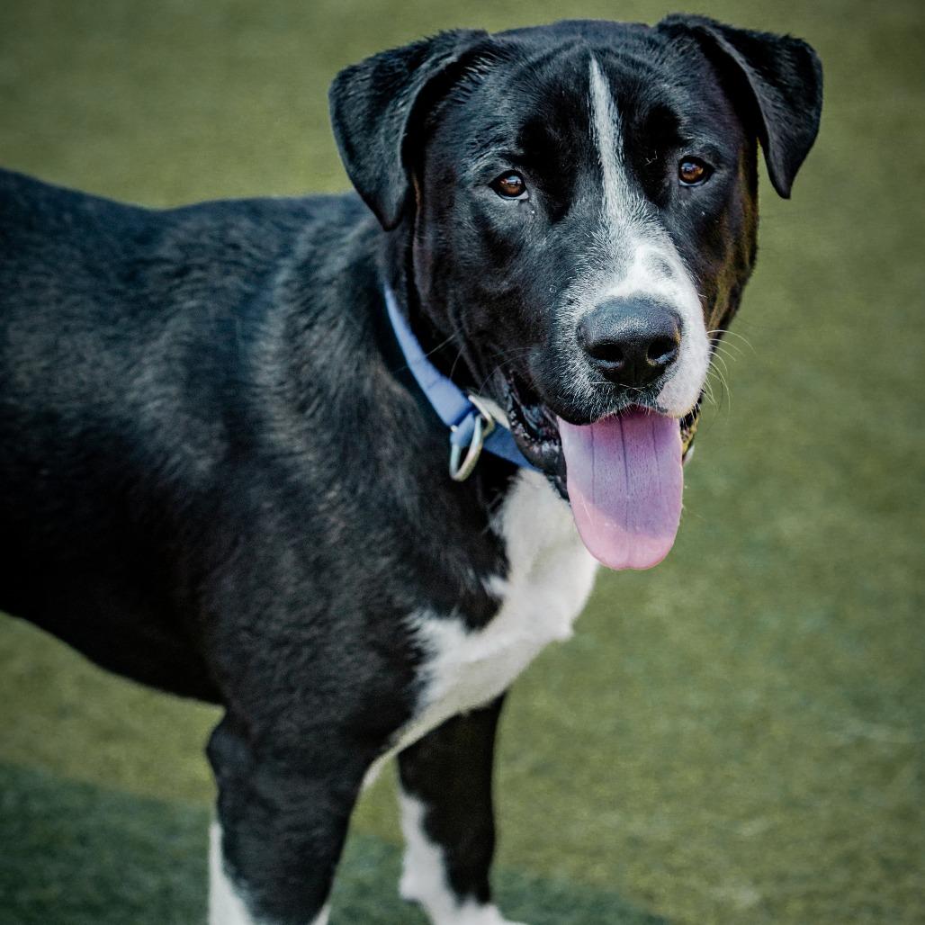 Enlarge Alvee A2200707, a Adoptable Pit Bull Terrier in Mission Hills, CA image 5/6