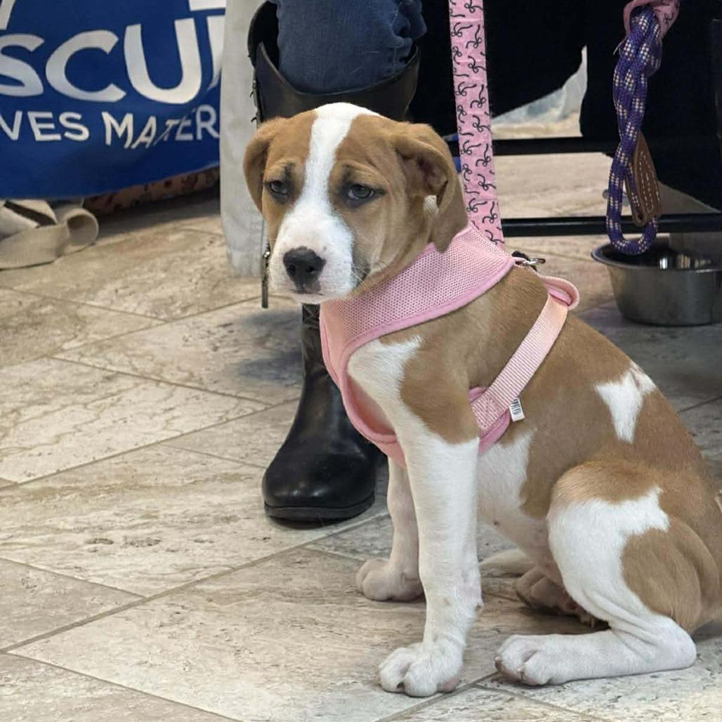 Mirabell, Adoptable, Puppy Female Labrador Retriever & Boxer.