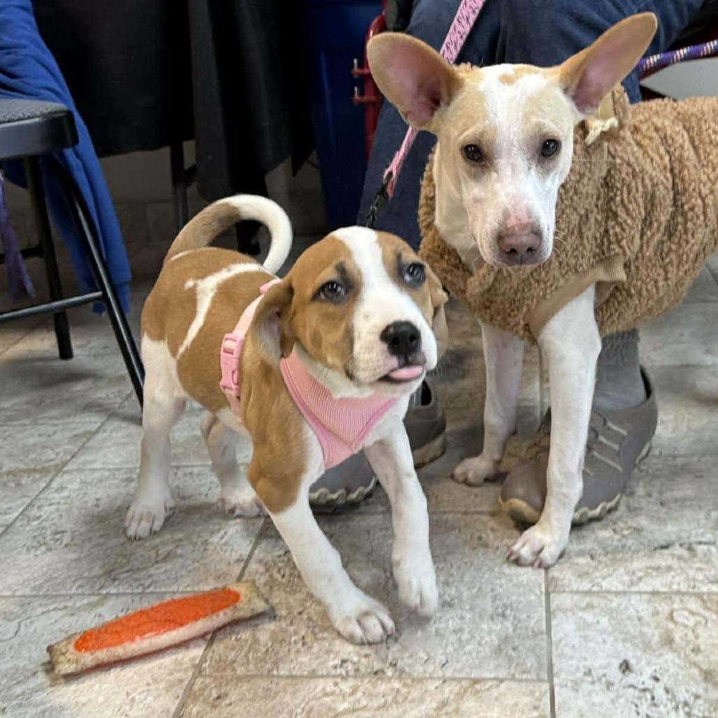 Mirabell, a Adoptable mixed breed in Joliet, IL image 2/5