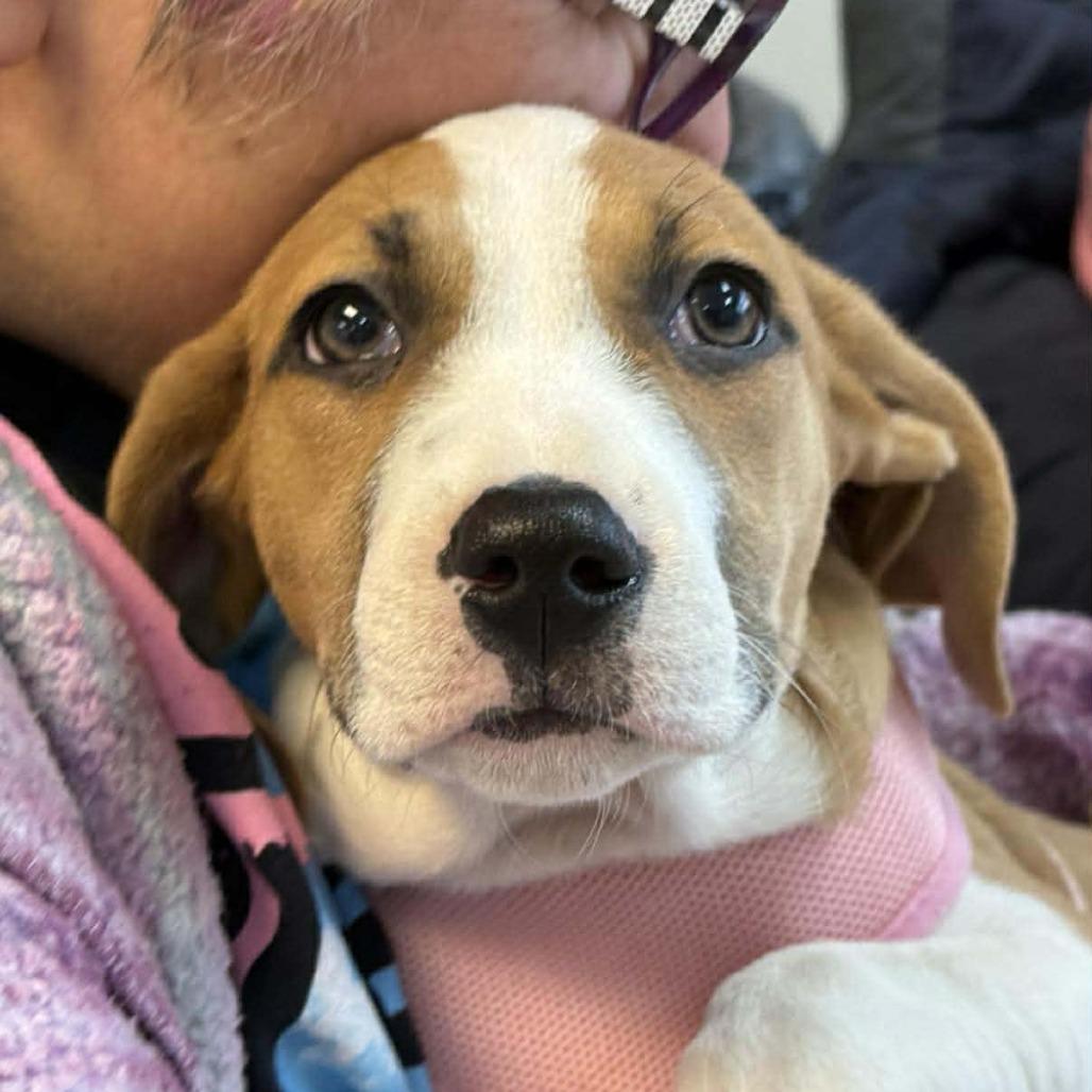 Mirabell, a Adoptable mixed breed in Joliet, IL image 4/5