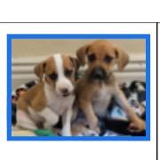 Mirabell, a Adoptable mixed breed in Joliet, IL image 5/5