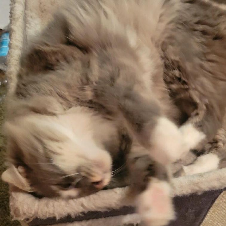 Enlarge Kitty, an adopted Domestic Medium Hair in Antioch, CA image 5/6