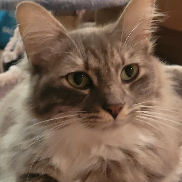 Enlarge Kitty, an adopted Domestic Medium Hair in Antioch, CA image 4/6