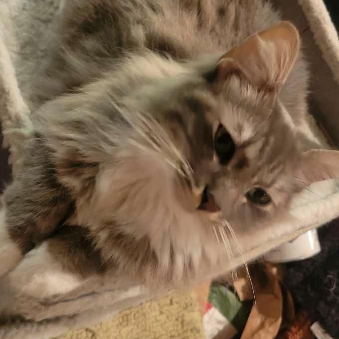 Enlarge Kitty, an adopted Domestic Medium Hair in Antioch, CA image 3/6