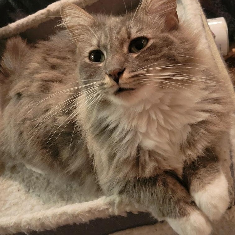 Enlarge Kitty, an adopted Domestic Medium Hair in Antioch, CA image 2/6