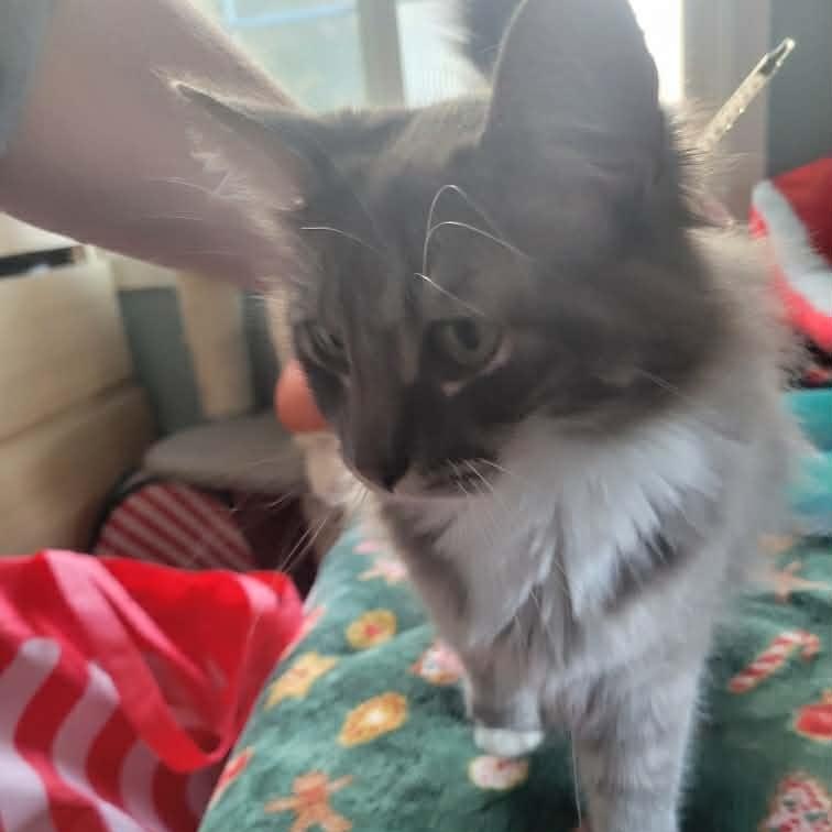 Kitty, ADOPTABLE, Adult Female Domestic Medium Hair.