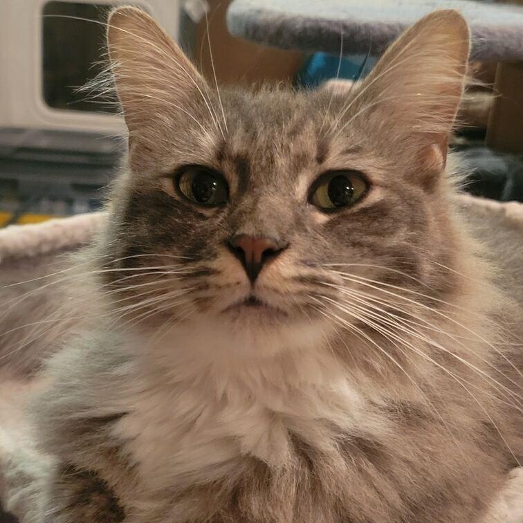 Enlarge Kitty, an adopted Domestic Medium Hair in Antioch, CA image 1/6