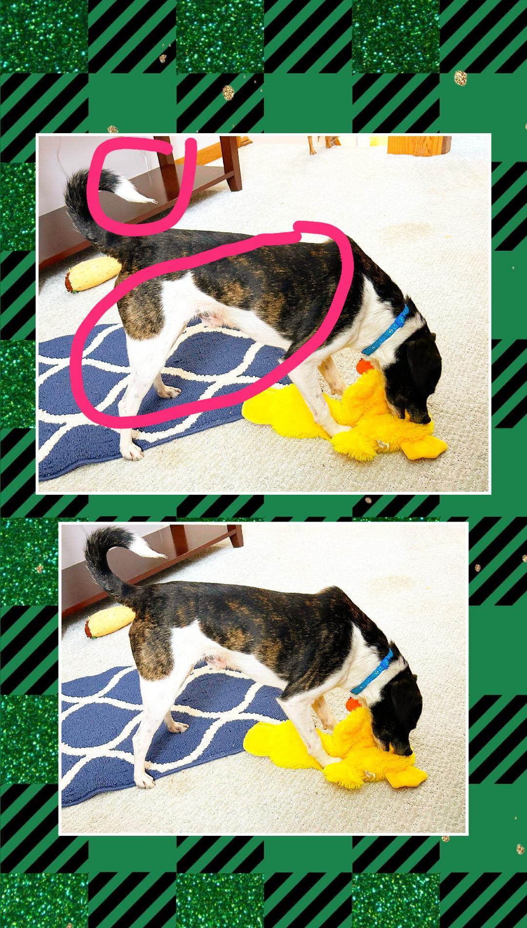 Enlarge Buddy, a Adoptable mixed breed in Lake Geneva, WI image 2/6