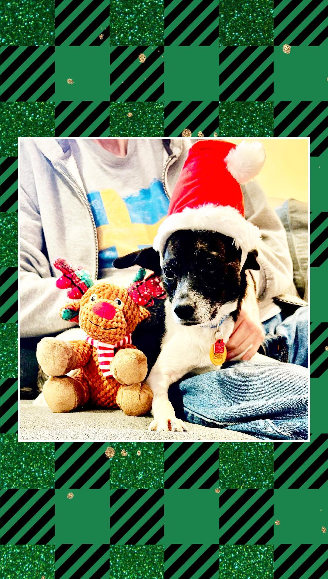 Enlarge Buddy, a Adoptable mixed breed in Lake Geneva, WI image 5/6