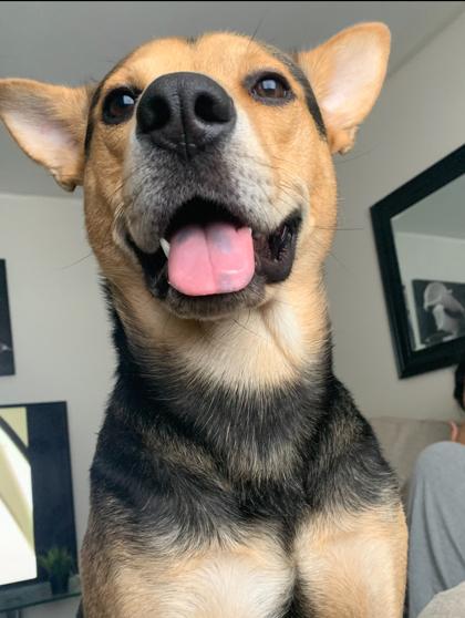 Enlarge Rocky, a Adoptable Mixed Breed in Montreal, QC image 1/3