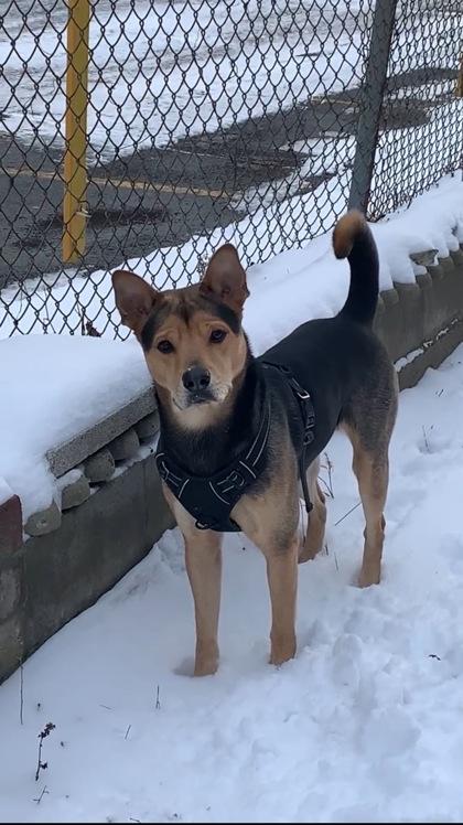 Rocky, Adoptable, Adult Male Mixed Breed & Mixed Breed.