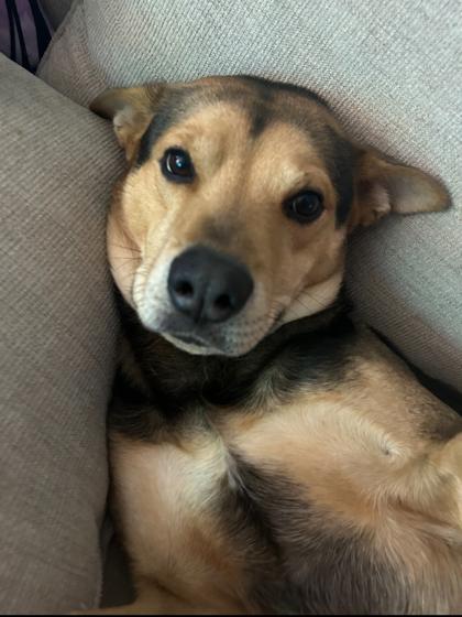 Rocky, Adoptable, Adult Male Mixed Breed & Mixed Breed.