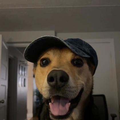 Enlarge Rocky, a Adoptable Mixed Breed in Montreal, QC image 3/3