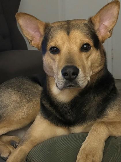 Rocky, Adoptable, Adult Male Mixed Breed & Mixed Breed.