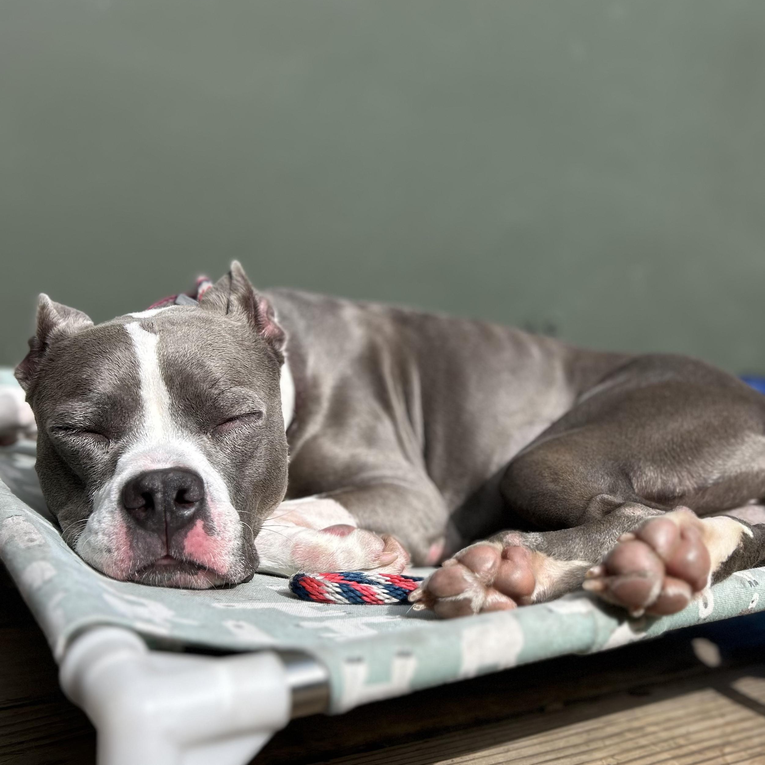 Enlarge Lizzie, a Adoptable Pit Bull Terrier in Westlake Village, CA image 5/6