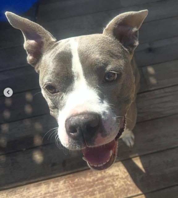 Lizzie, an adoptable Pit Bull Terrier in Westlake Village, CA image 4/5