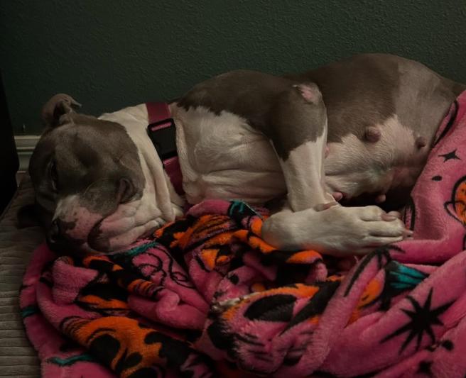 Lizzie, an adoptable Pit Bull Terrier in Westlake Village, CA image 3/5