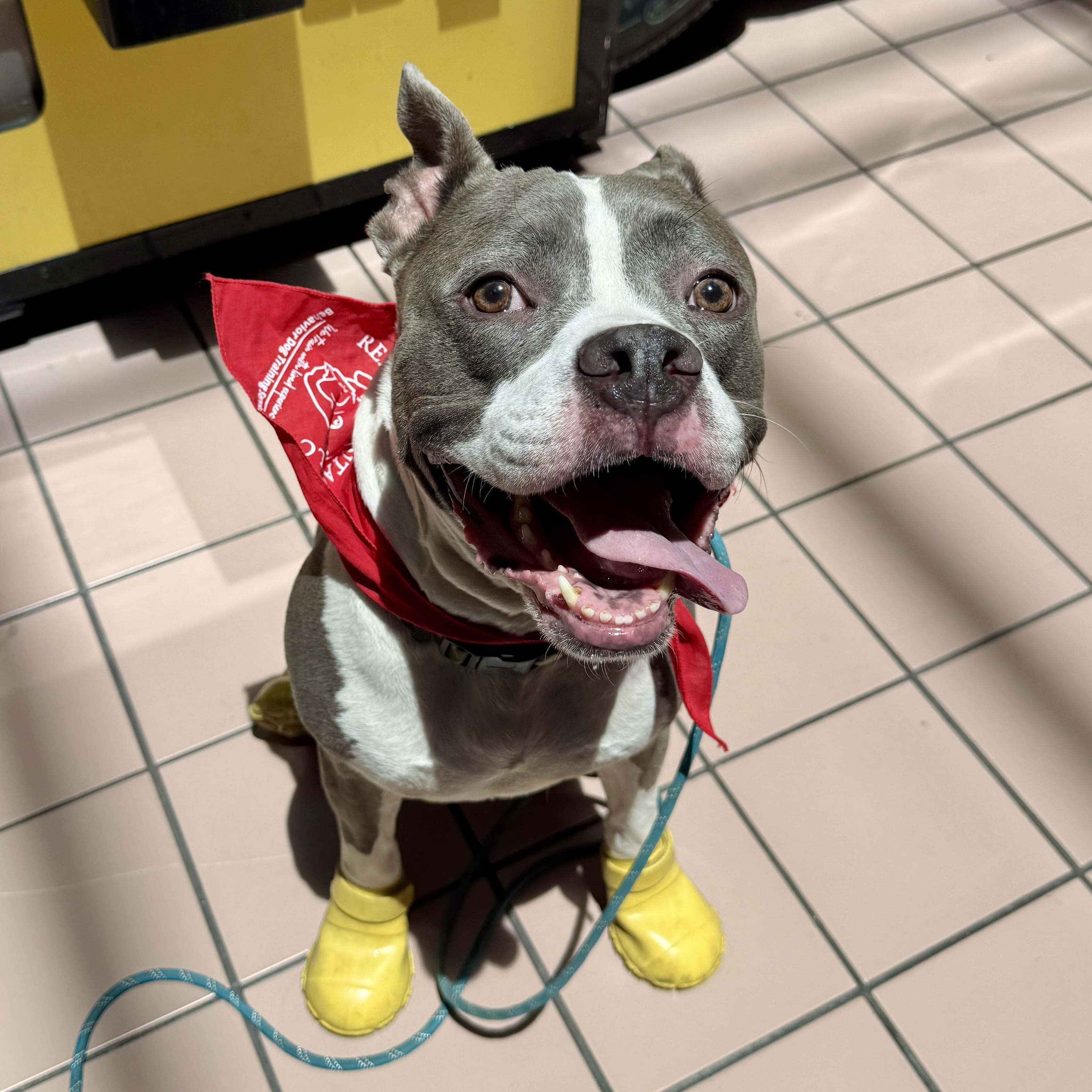 Enlarge Lizzie, a Adoptable Pit Bull Terrier in Westlake Village, CA image 2/6