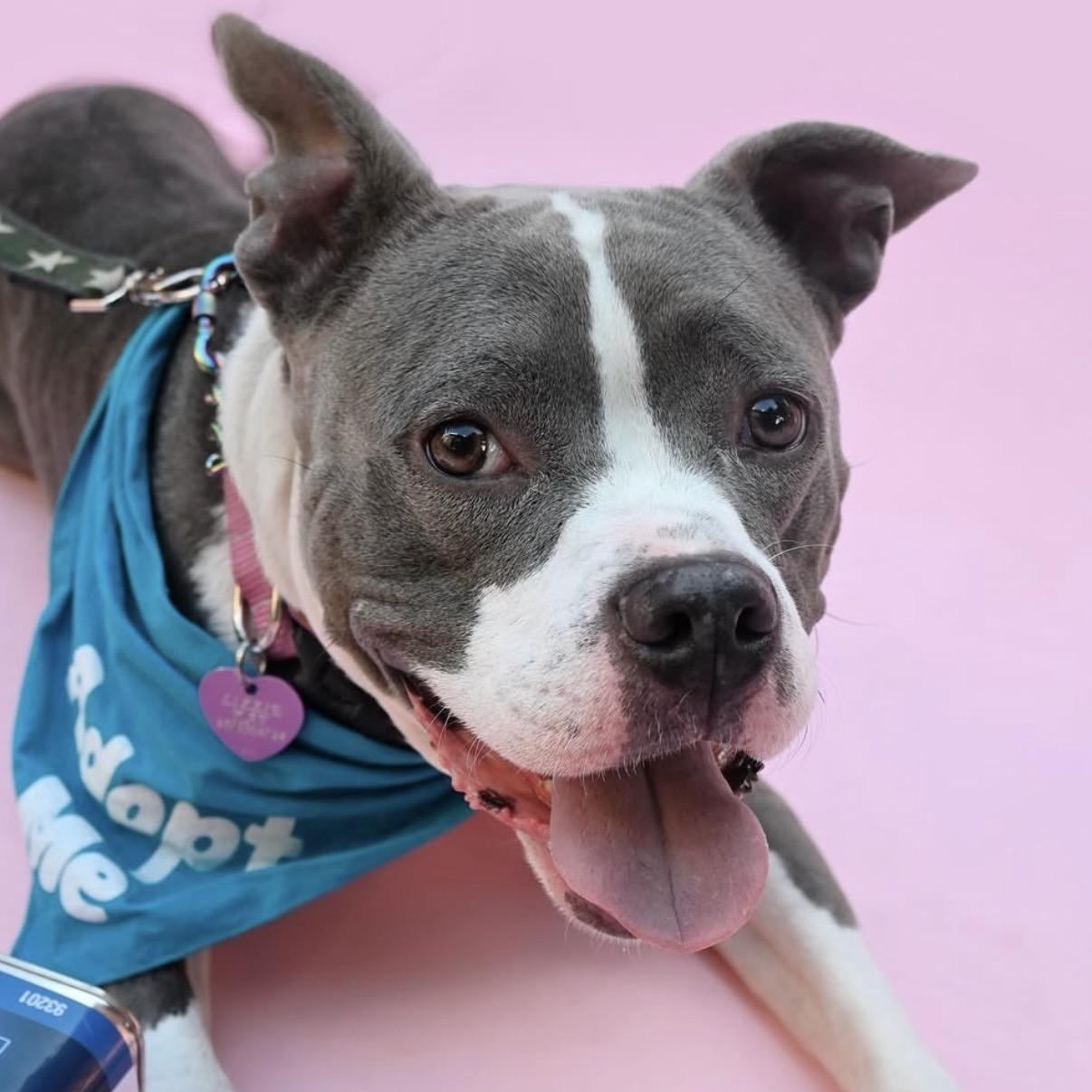 Enlarge Lizzie, a Adoptable Pit Bull Terrier in Westlake Village, CA image 1/6