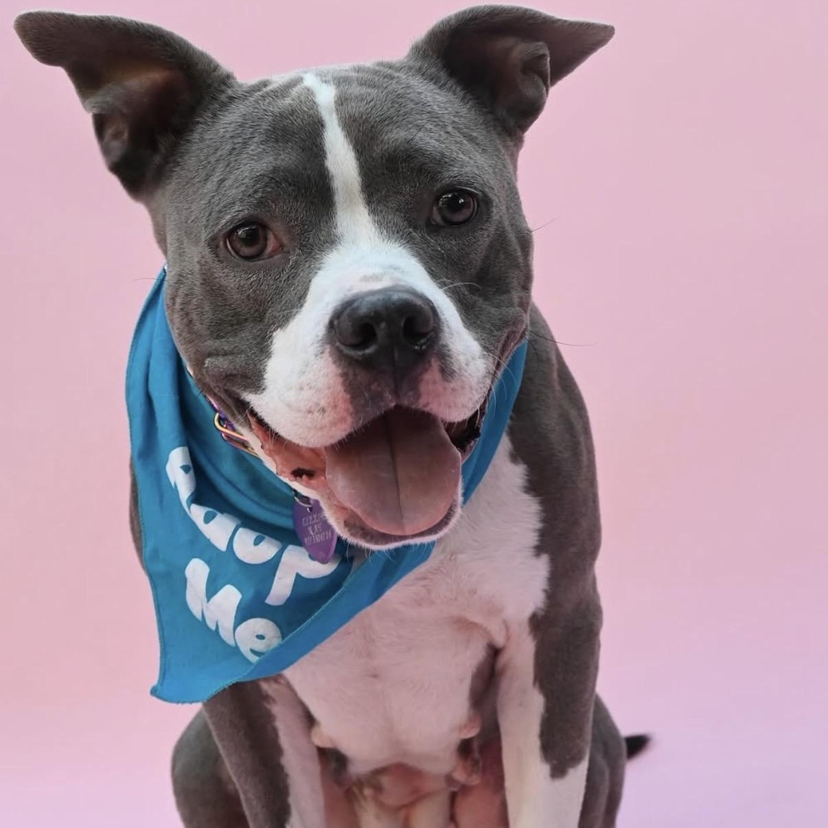 Enlarge Lizzie, a Adoptable Pit Bull Terrier in Westlake Village, CA image 4/6