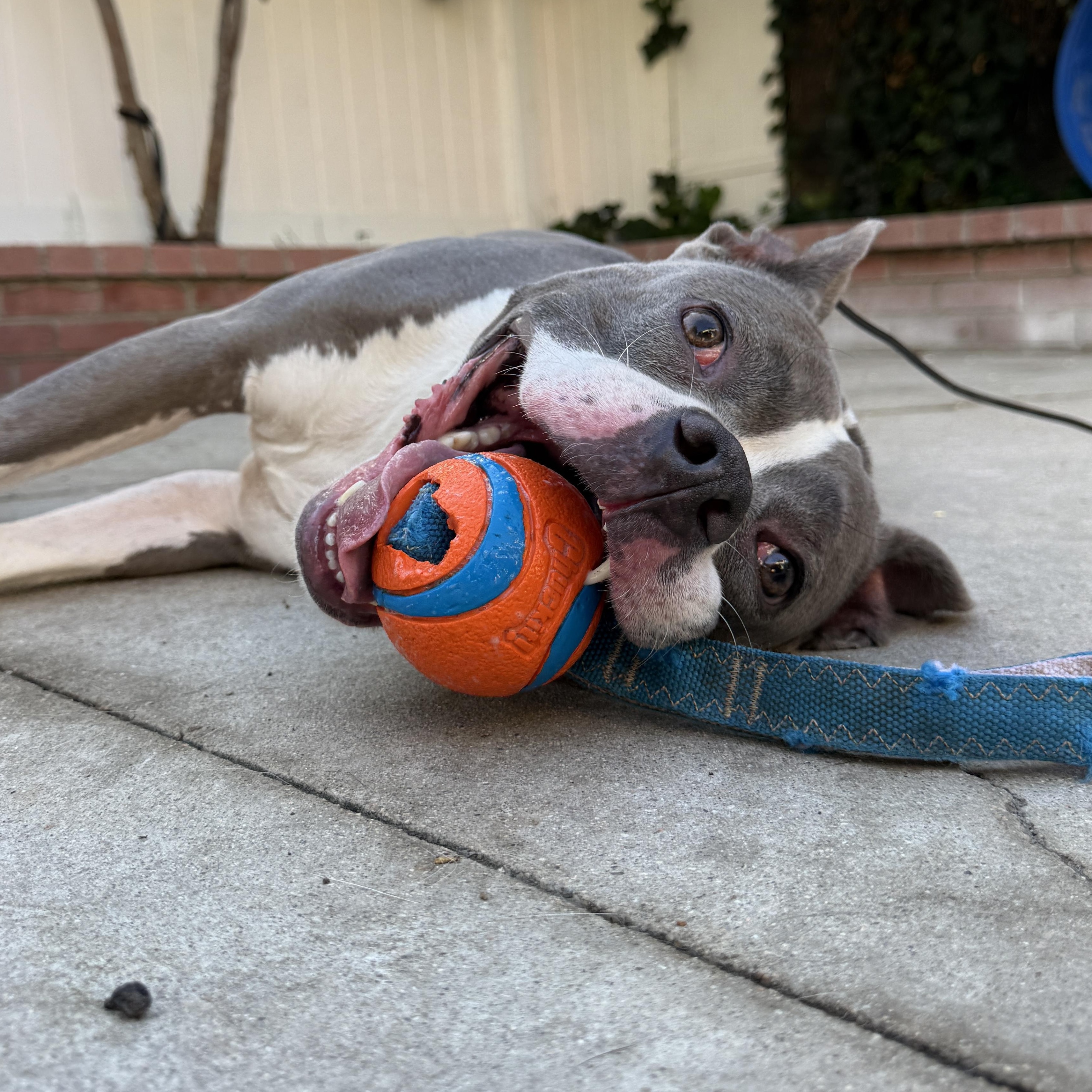 Enlarge Lizzie, a Adoptable Pit Bull Terrier in Westlake Village, CA image 3/6