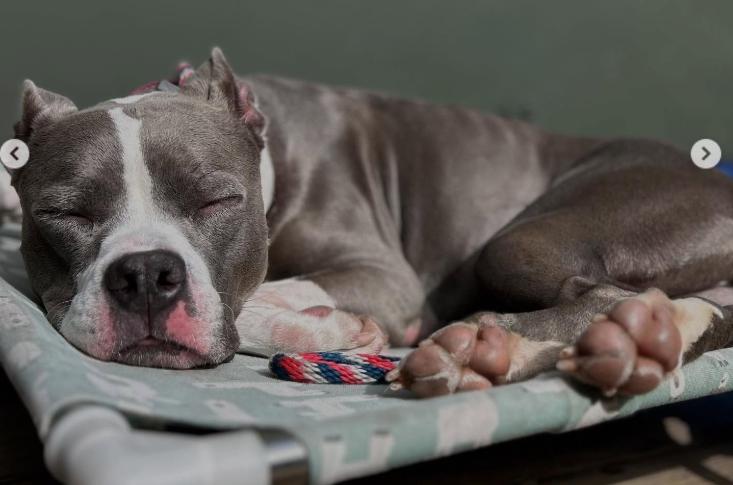 Lizzie, an adoptable Pit Bull Terrier in Westlake Village, CA image 5/5