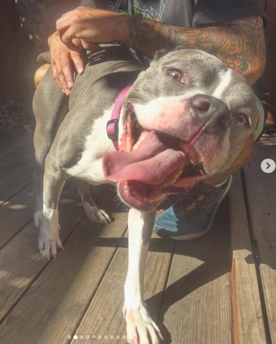 Lizzie, an adoptable Pit Bull Terrier in Westlake Village, CA image 2/5