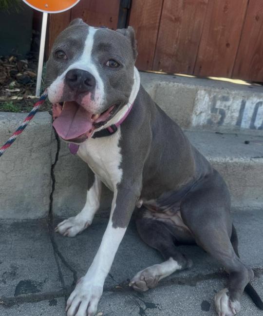 Lizzie, an adoptable Pit Bull Terrier in Westlake Village, CA image 1/5