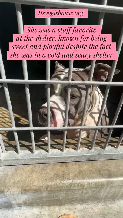 Enlarge Lizzie, a Adoptable Pit Bull Terrier in Westlake Village, CA video 6/6