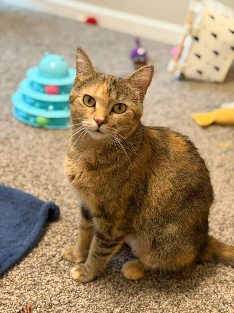 Enlarge Fancy, an adopted Domestic Short Hair in Brookhaven, GA image 1/3