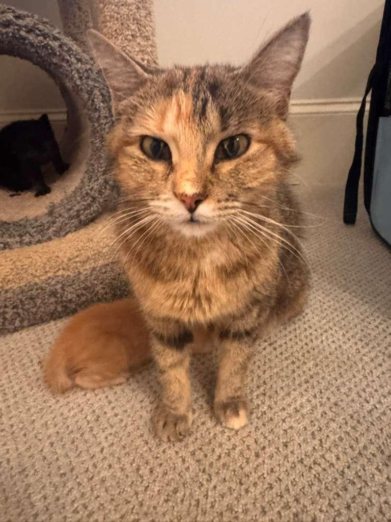 Enlarge Fancy, an adopted Domestic Short Hair in Brookhaven, GA image 3/3