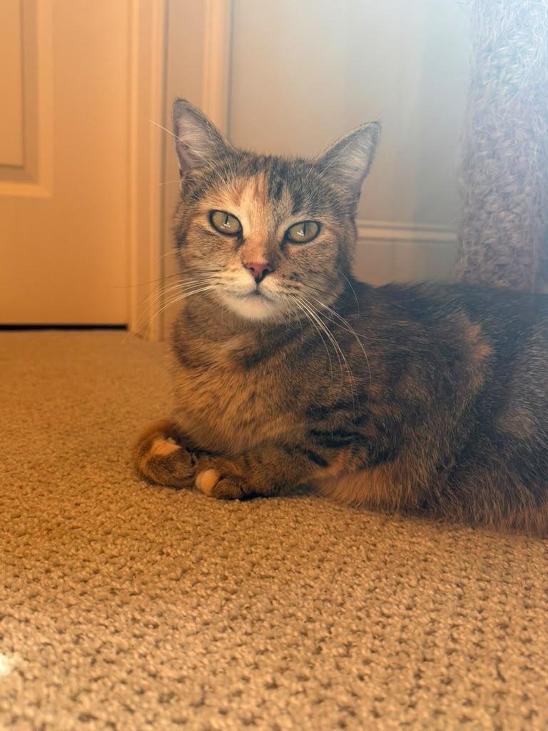 Enlarge Fancy, an adopted Domestic Short Hair in Brookhaven, GA image 2/3