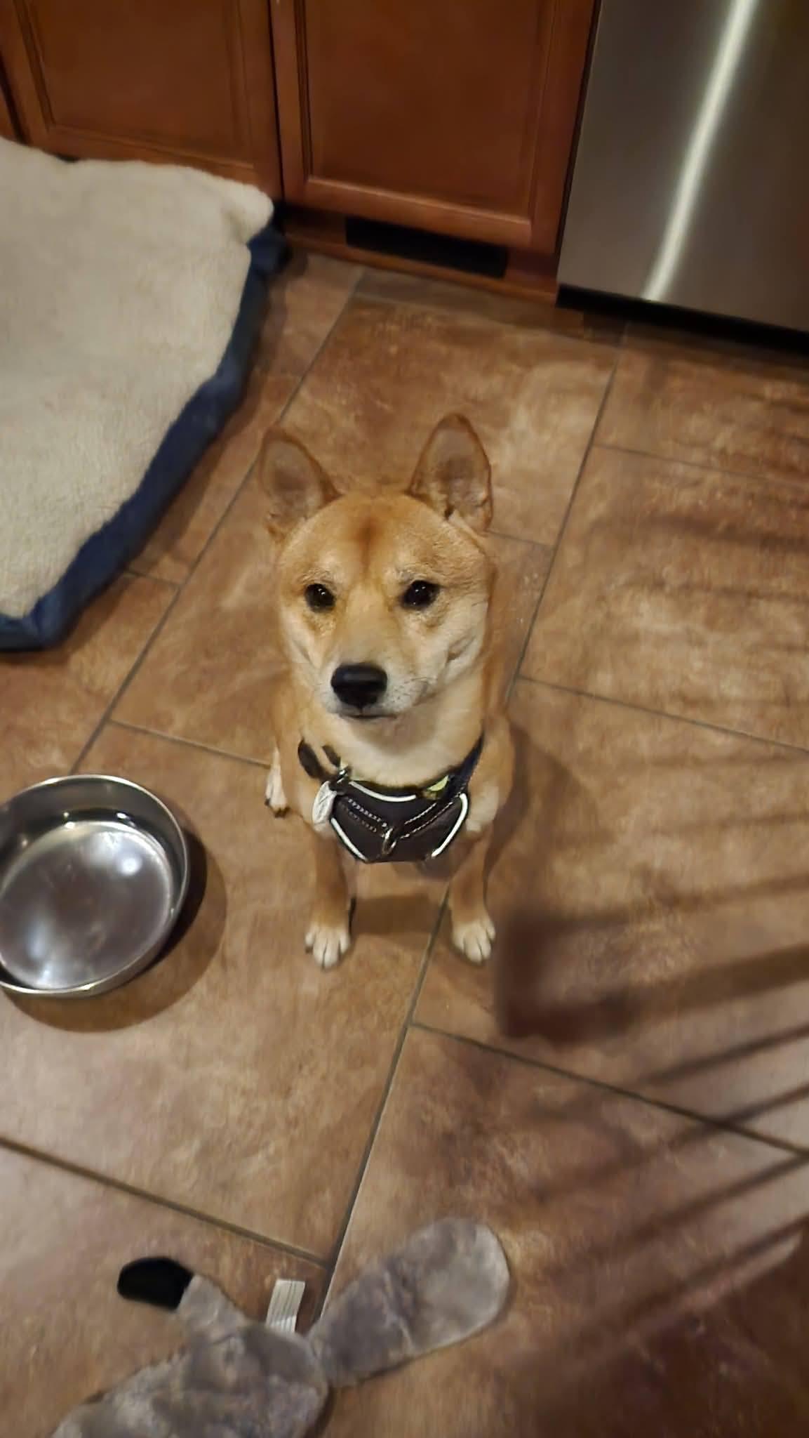 Enlarge Cedar, a ADOPTABLE Shiba Inu in Manassas, VA image 3/4