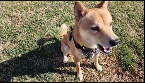 Enlarge Cedar, a ADOPTABLE Shiba Inu in Manassas, VA image 4/4