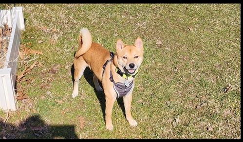 Cedar, ADOPTABLE, Young Male Shiba Inu.