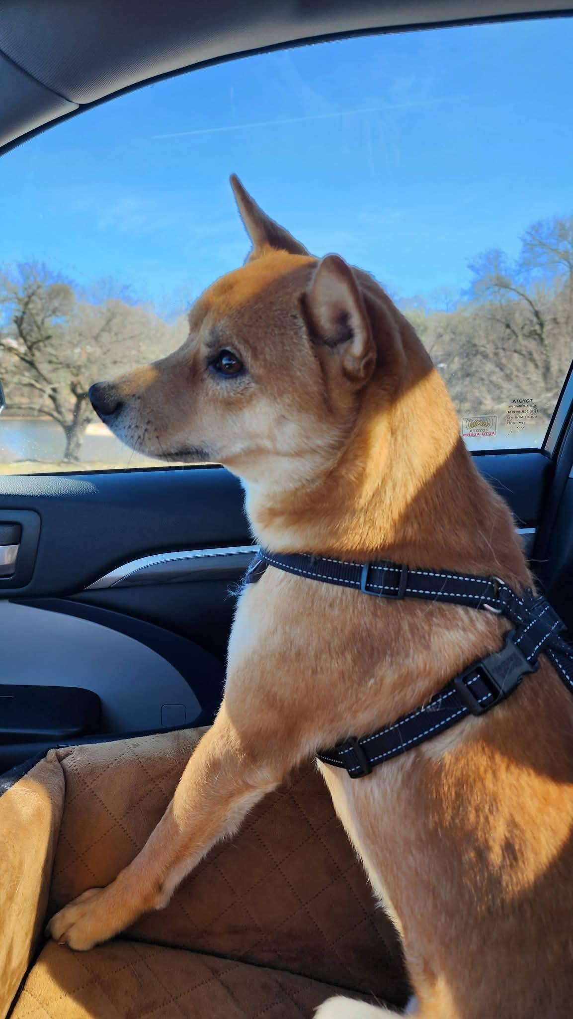 Enlarge Cedar, a ADOPTABLE Shiba Inu in Manassas, VA image 2/4