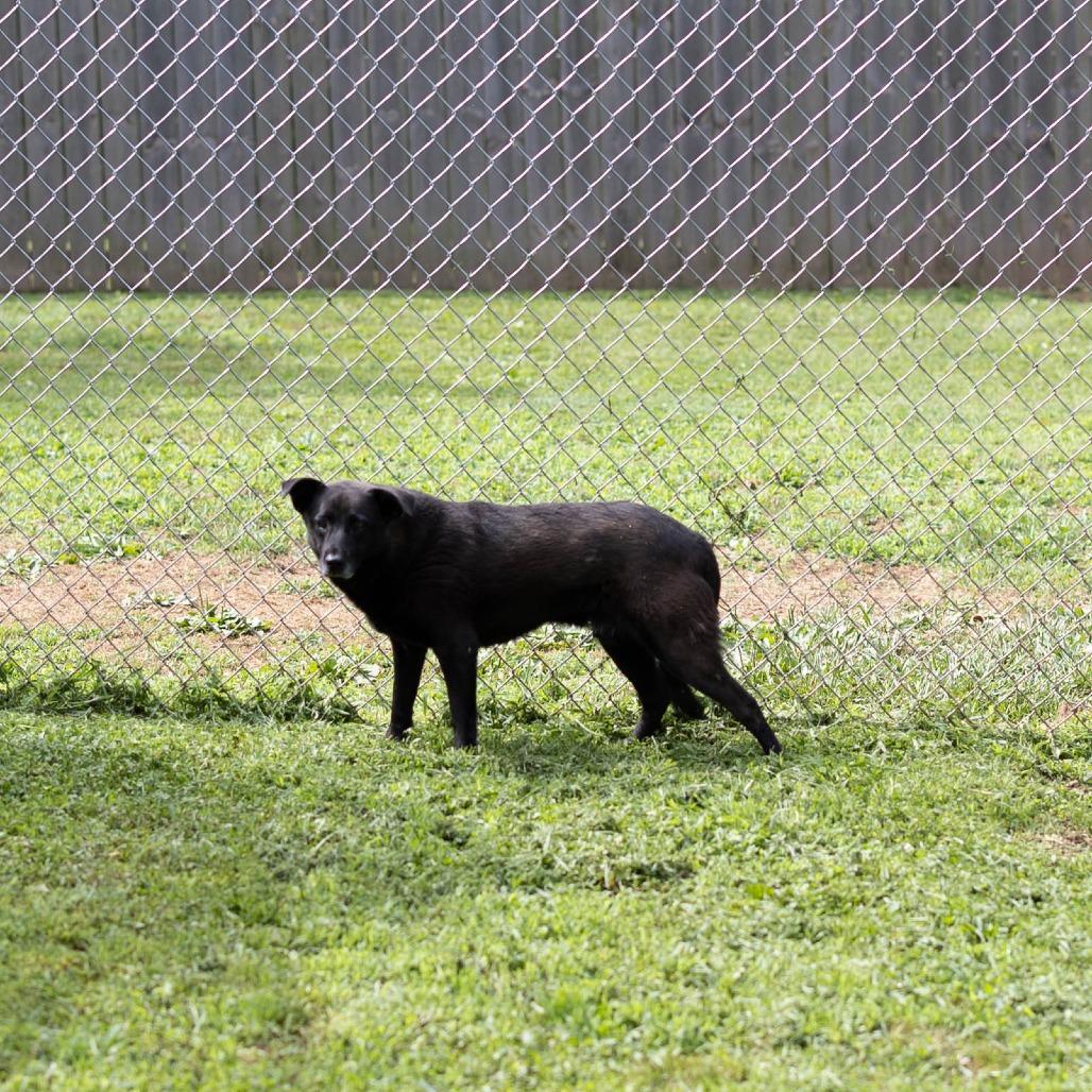 Chester, Adoptable, Adult Male Black Labrador Retriever.