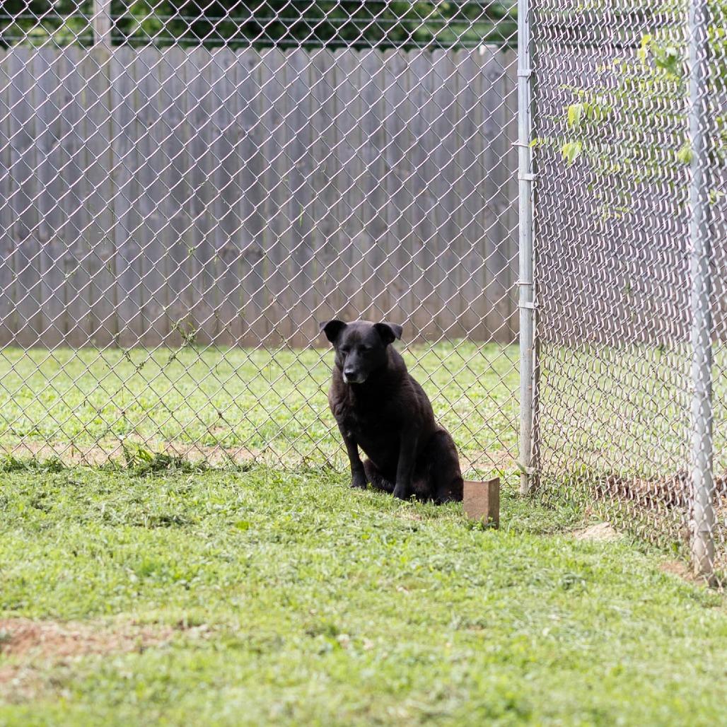 Chester, a Adoptable Black Labrador Retriever in Talbott, TN image 2/2