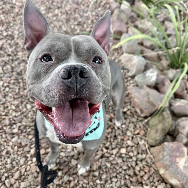 STITCH, Adoptable, Adult Male Staffordshire Bull Terrier & Mixed Breed.